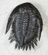Nice Mrakibina Trilobite Fossil - #12945-2